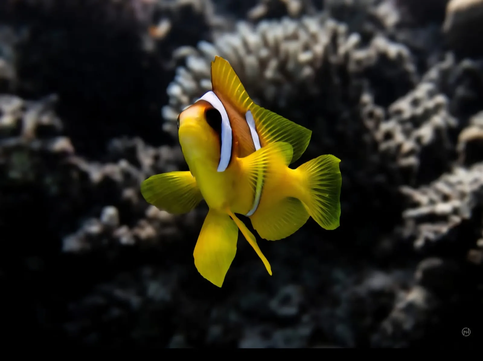 Clownfish sheltering in an anemone on a Red Sea reef