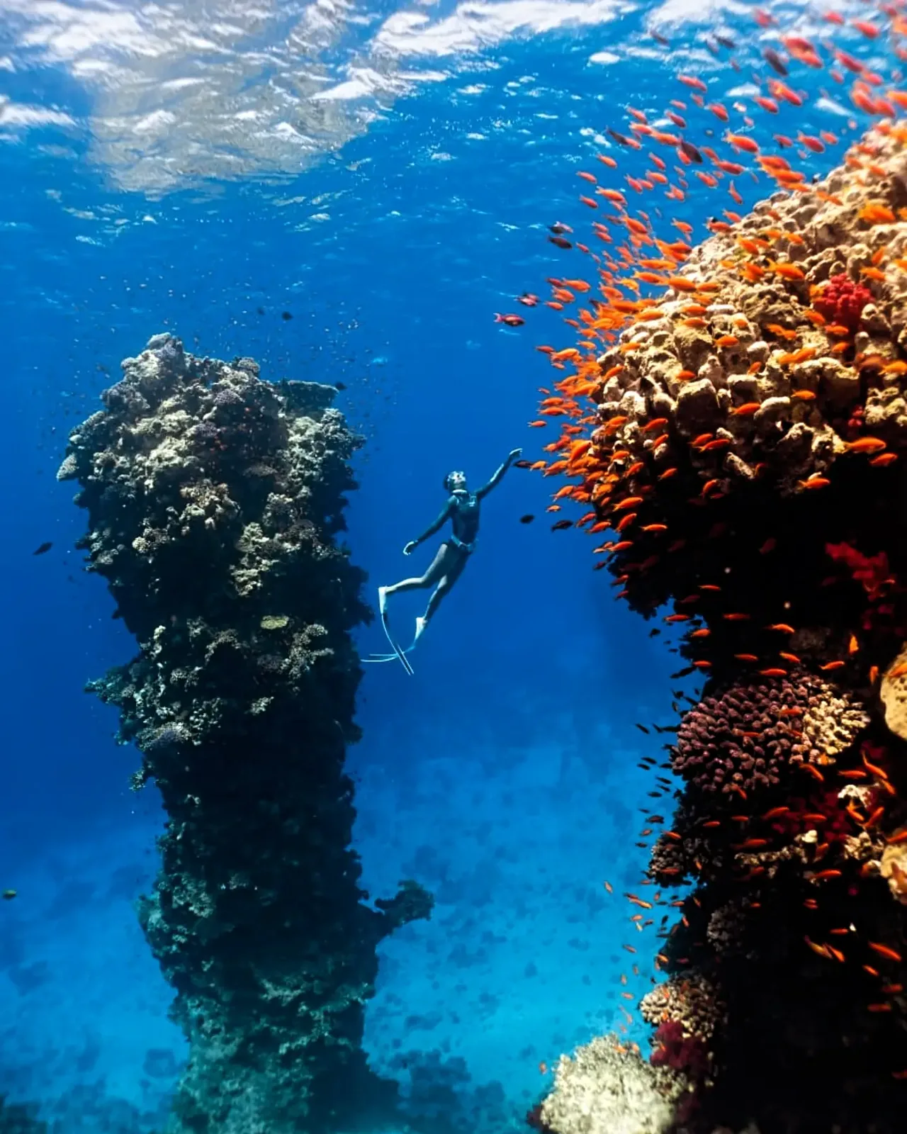A freediver gliding over Red Sea coral