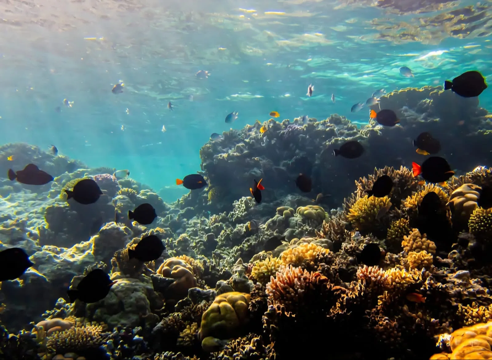 Sunlit Red Sea reef with hard corals and shoals of fish, seen from just below the surface